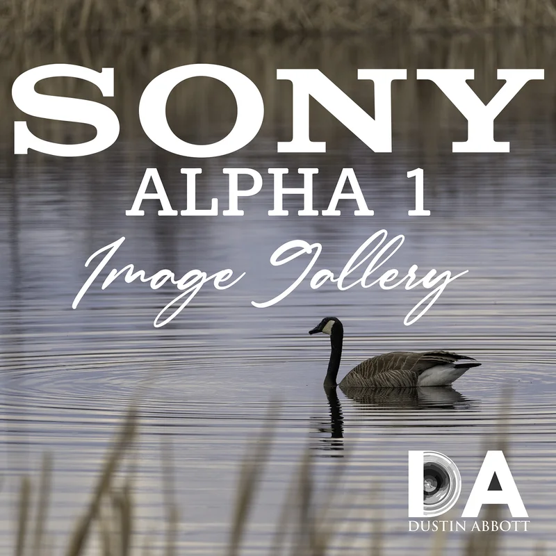 Sony Alpha A1 - Thumbnail 2